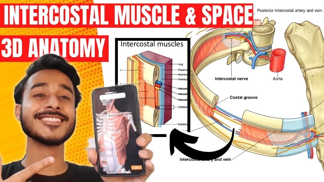 Thoracic Wall Anatomy 3D | Muscle Of Thoracic Wall Anatomy | Intercostal Muscles Anatomy