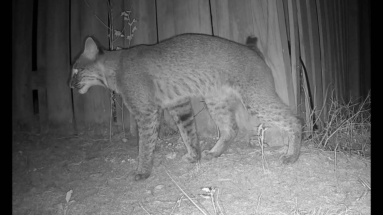 Early October 2025 (Opossum, Bobcat, Birds)