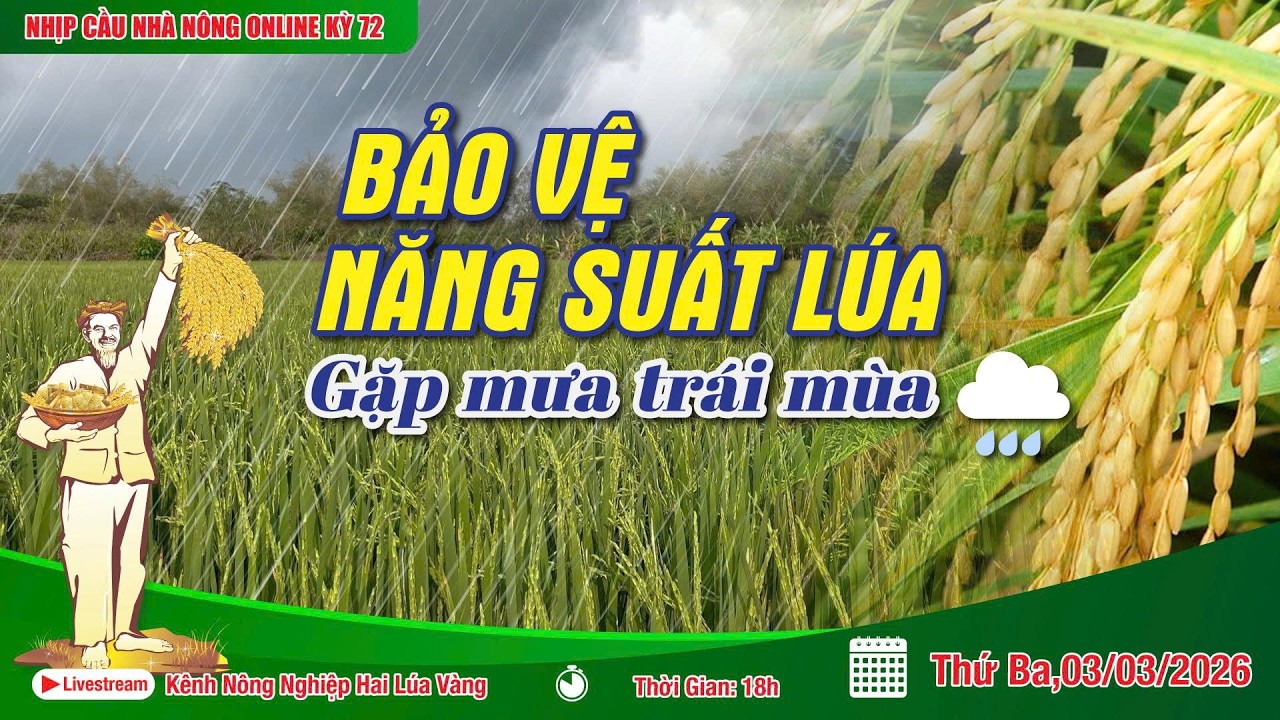 LIVESTREAM NHỊP CẦU NHÀ NÔNG KỲ 72: BẢO VỆ NĂNG SUẤT LÚA KHI GẶP MƯA TRÁI MÙA