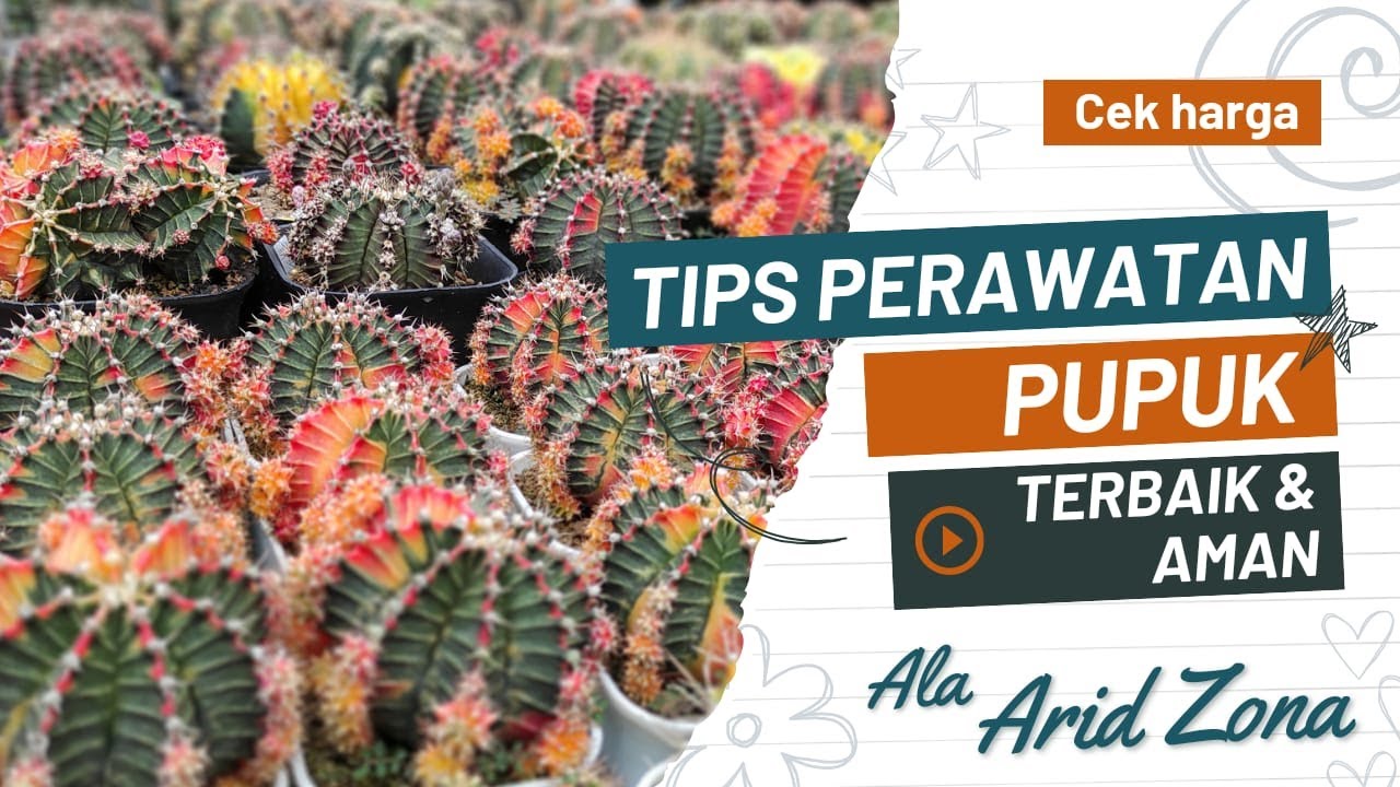 TIPS PERAWATAN KAKTUS SUKULEN & PUPUK TERBAIK DAN AMAN || CEK HARGA KAKTUS TERBARU