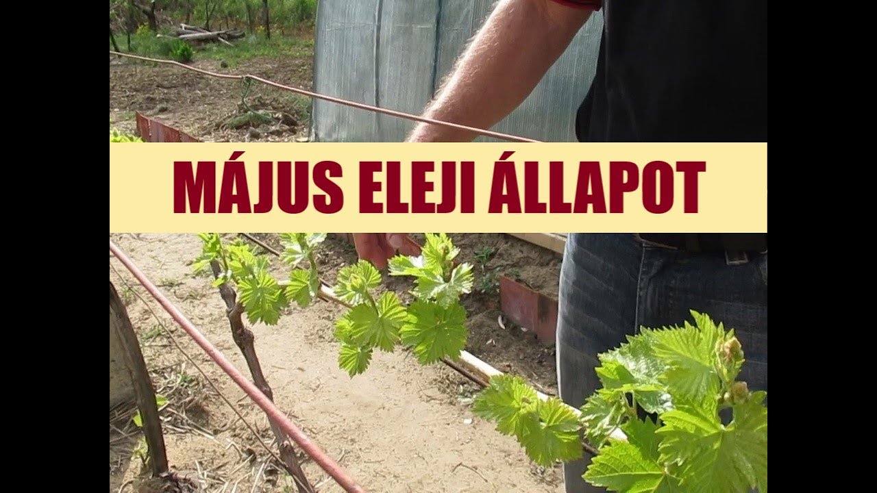 Május eleji állapot a szőlőben