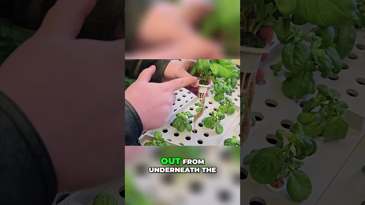 Deep Water Culture  Hydroponic System Explained