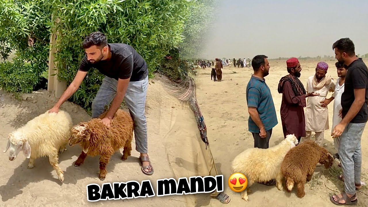 Qurbani K Lye Dumby Le Liye😍
