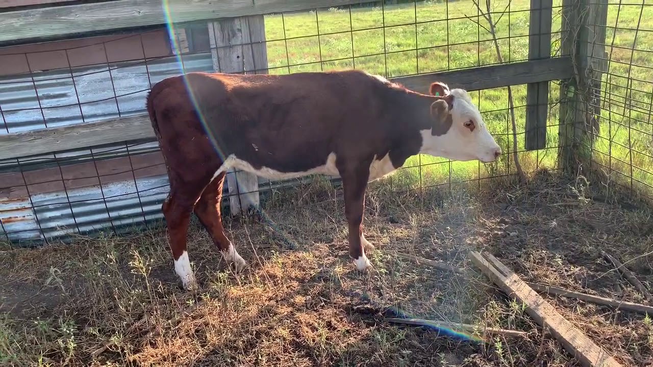 What a Sick Calf Looks Like