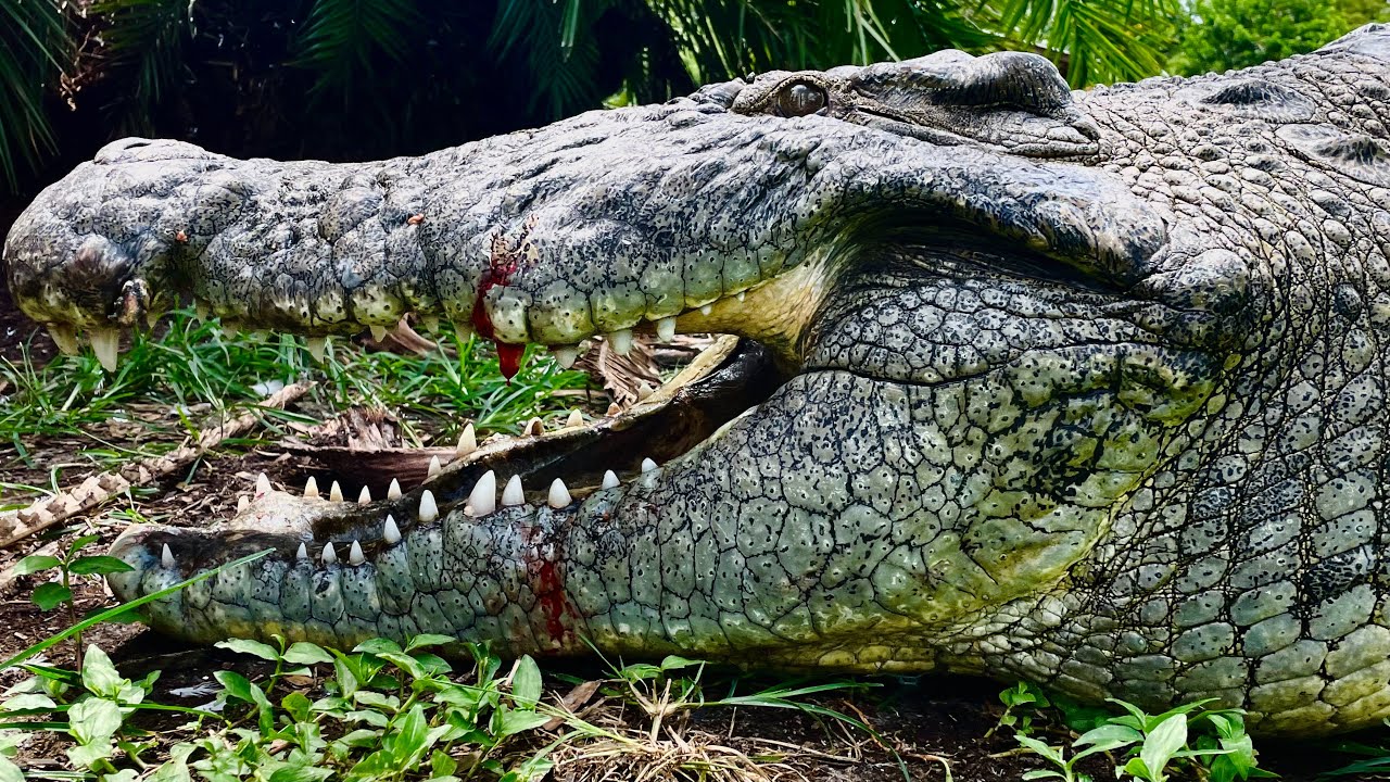 Gigantic Nile Crocodiles at Gatorland featuring Lyle the Nile Crocodile & friends‼️