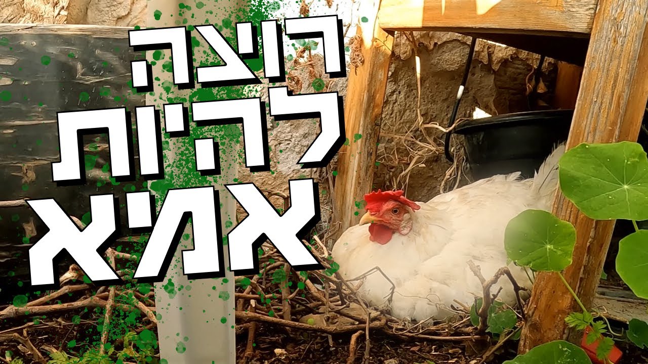 אחת התרנגולות המתוקות שלנו החליטה שהיא רוצה להיות אמא באמצע החורף