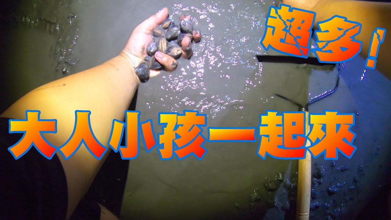 超級多蛤蠣的蛤蠣海灘!全家人一起出來玩!挖蛤蠣!