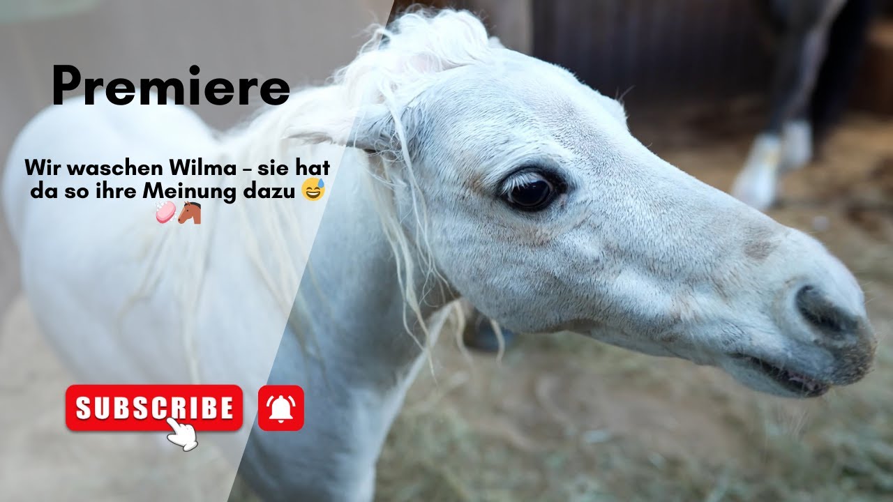 Wir waschen Wilma – sie hat da so ihre Meinung dazu 😅🧼🐴