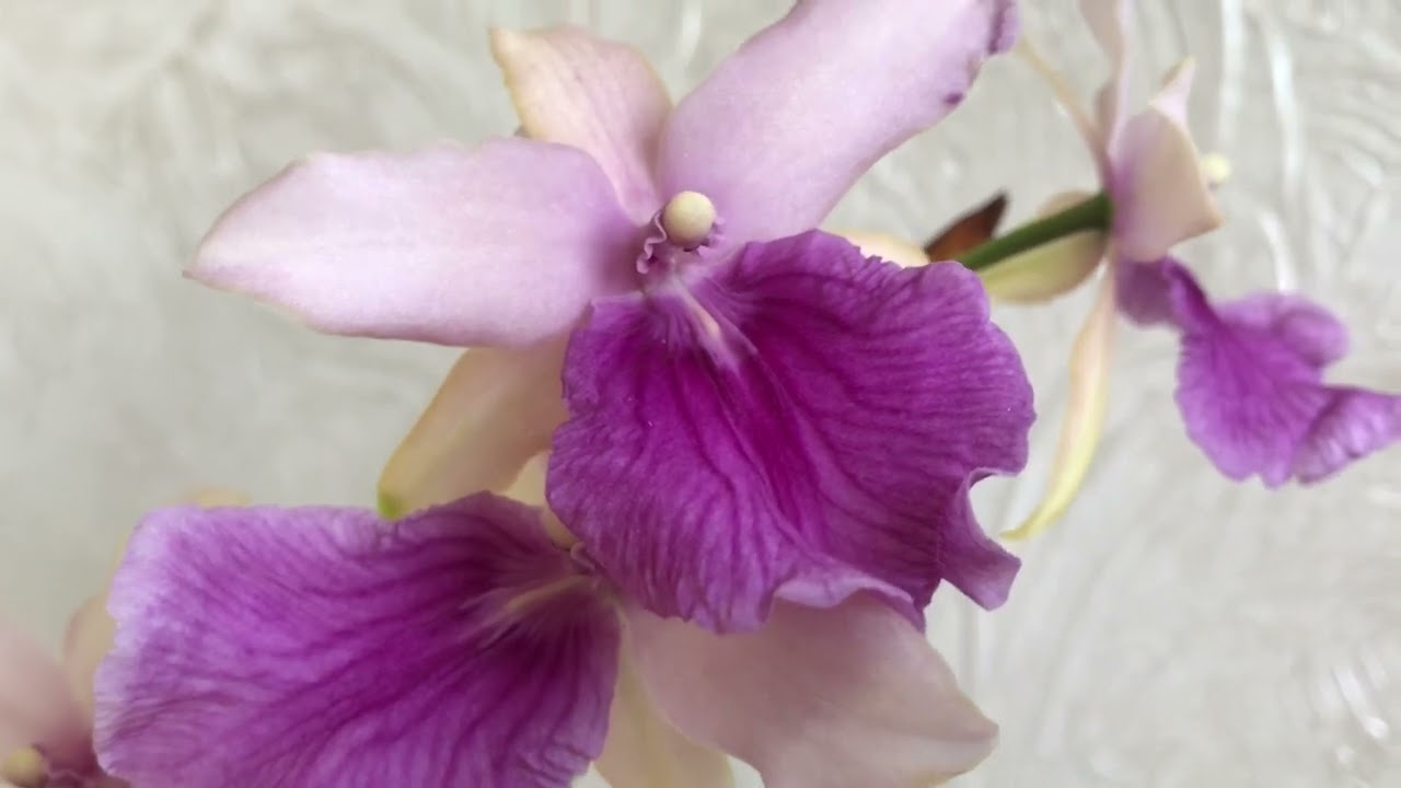 Торгова марка Камбрія. Miltonia regnelii#украіна #orchid #війна