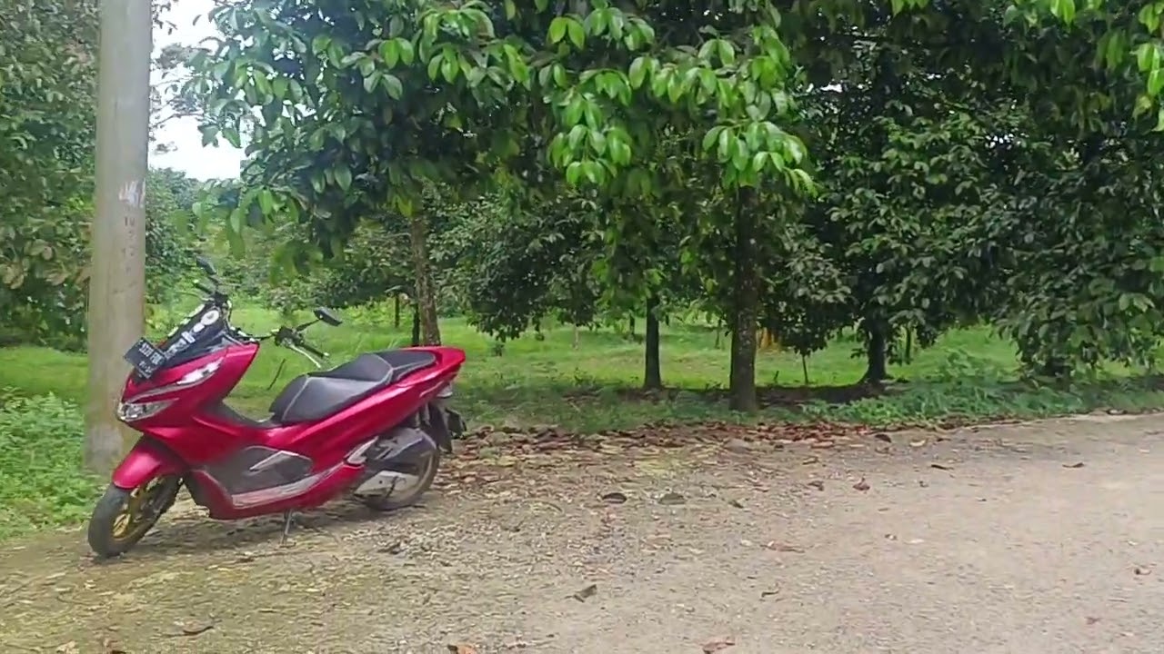 D jual kbun mnggis kebun duren plus vila 