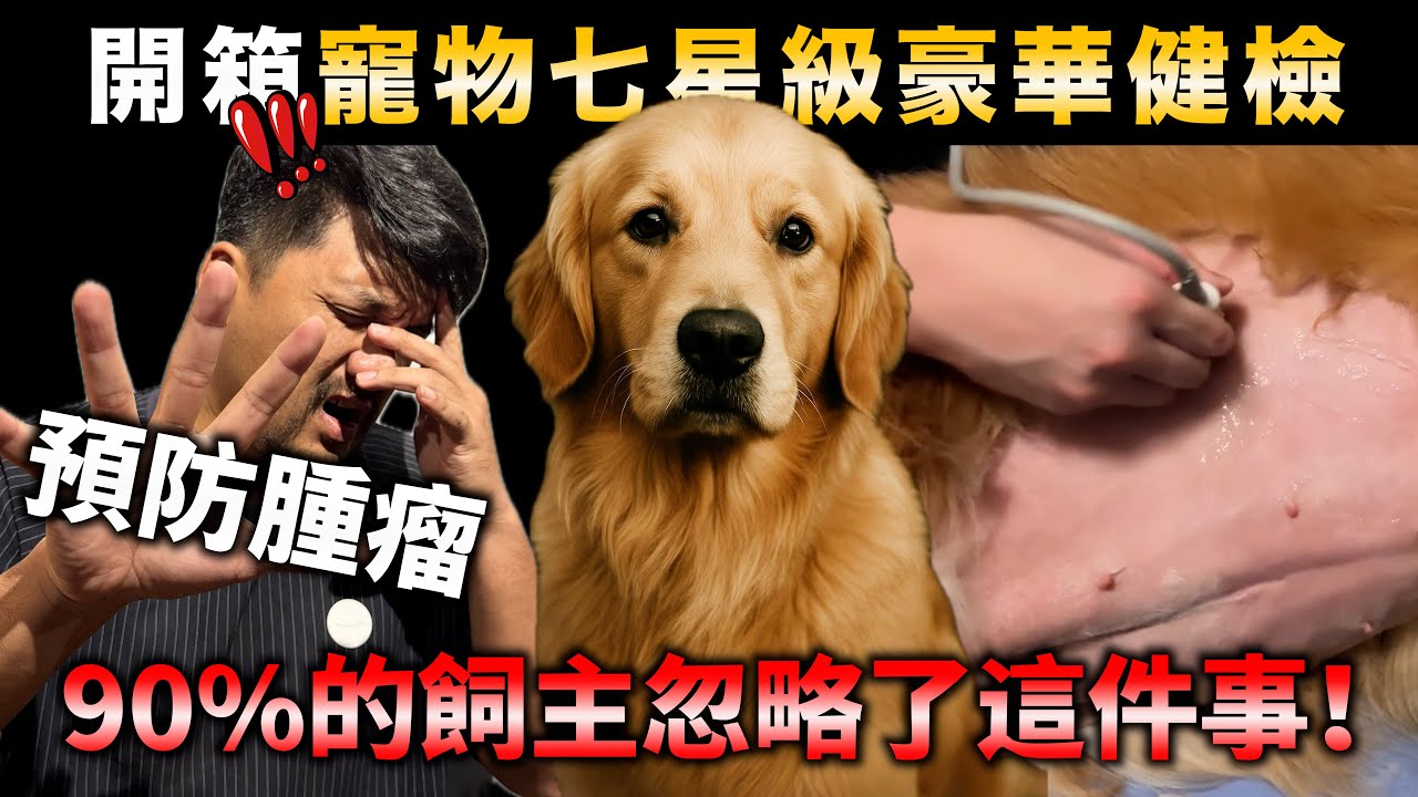 狗狗發現腫瘤剩下三個月壽命！？黃金獵犬全身健檢一次看完🐶內科外科全攻略 【夏洛克寵物醫院】
