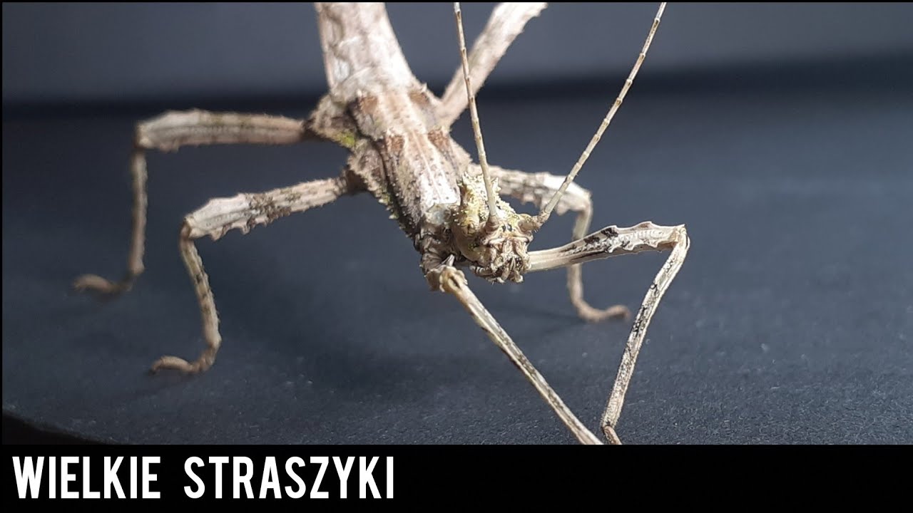 Wielkie straszyki😁-Straszyki Filipińskie i Temnothorax sp.
