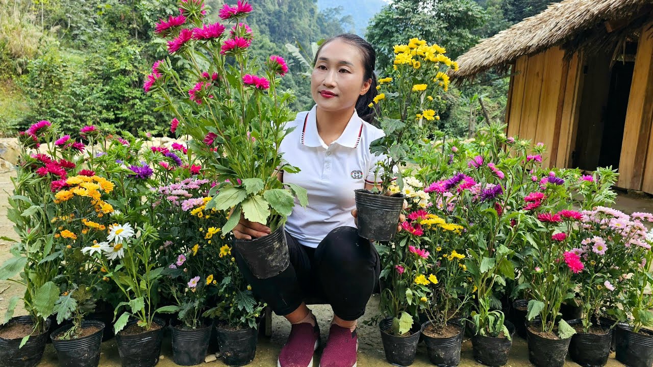 Harvesting five-color flower garden goes to market sell - Water the vegetables | Ly Thi Tam