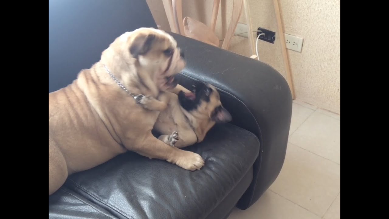 pelea de un bulldog ingles vs pug
