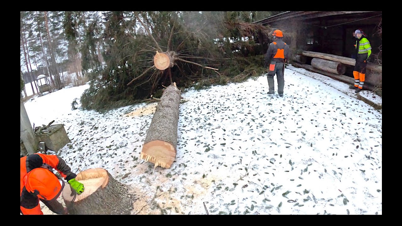 Tämä temppu toimii pihapuiden kaadoissa. Husqvarna 592 xpg