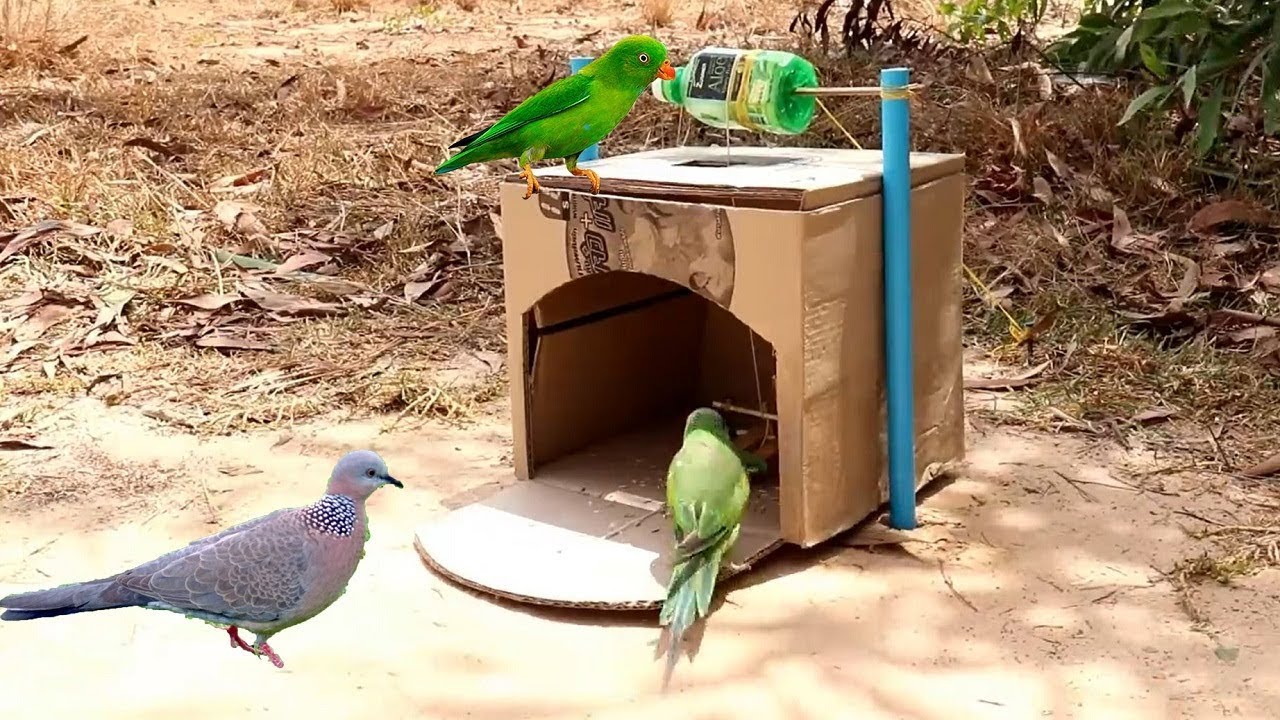 Trap bird ⎟ Easy Trap⎟ Cardboard, Water Bottle and Water Tube
