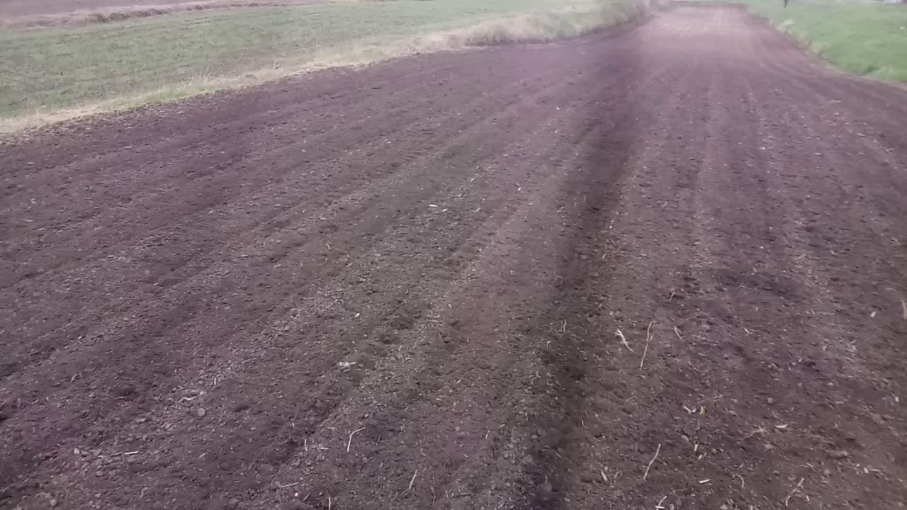 Культивация кукурузы мотоблоком до всходов.