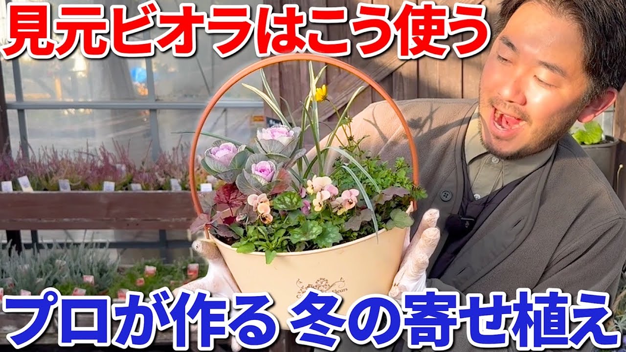 【花の定期便12月】見元園芸人気No.1ビオラ「ピンクコアラ」の寄せ植え！〜3色ヒューケラはこう使う〜