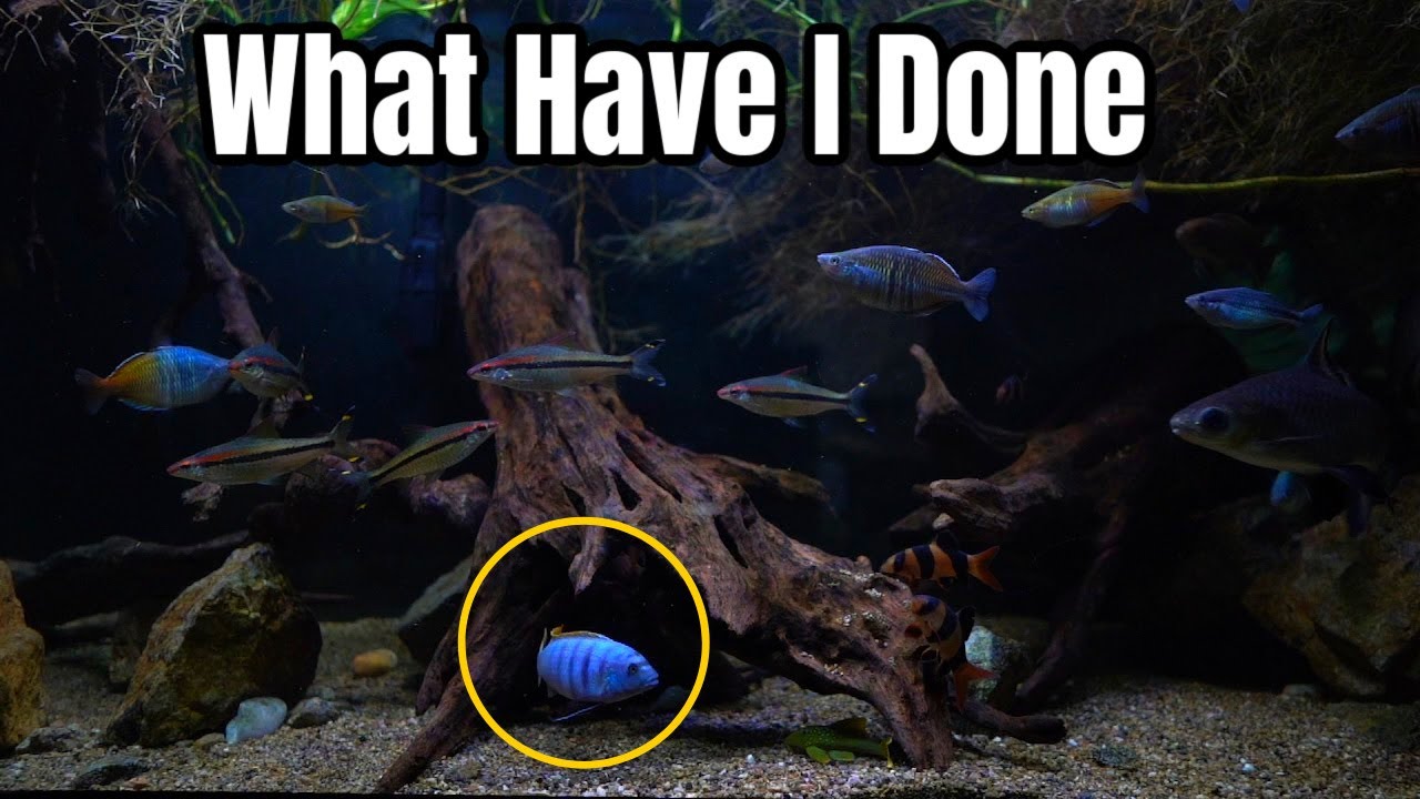 What Happens When You Mix Mbuna Cichlids with Peaceful Fish