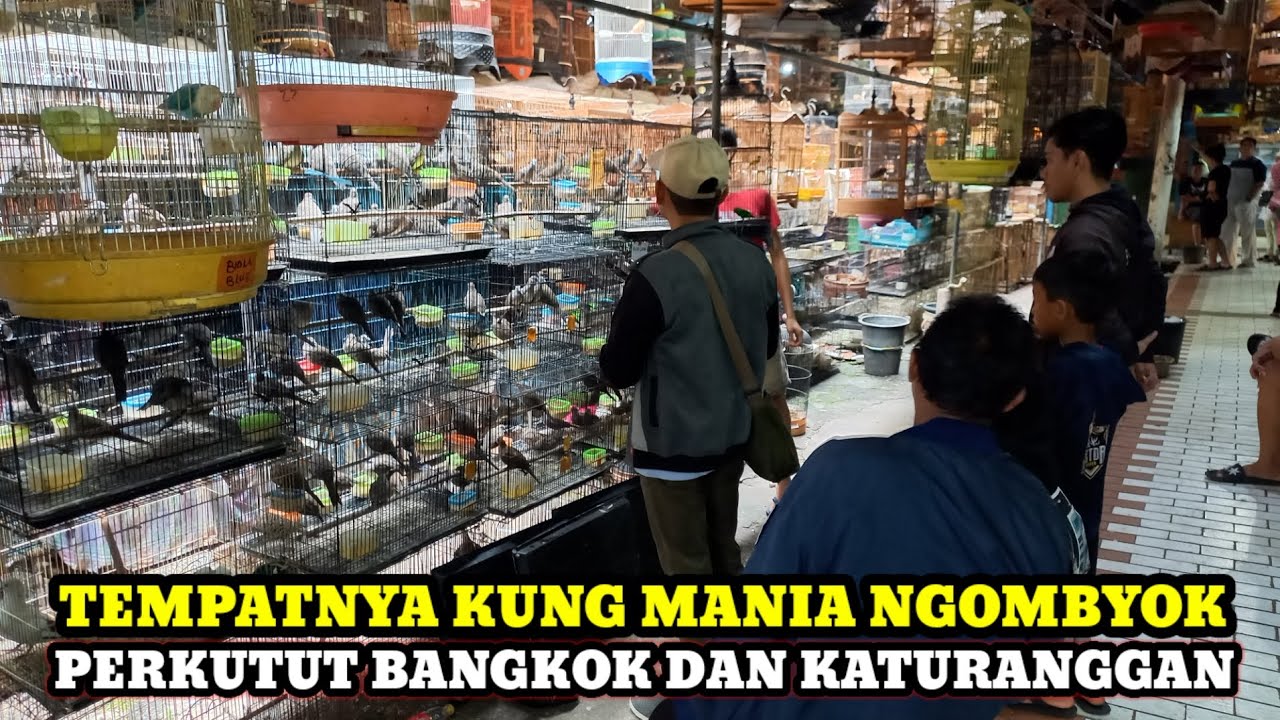 CEK HARGA BURUNG PERKUTUT BANGKOK DAN KATURANGGAN DIPASAR BURUNG PRAMUKA KIOS HAJI ABU HARI INI