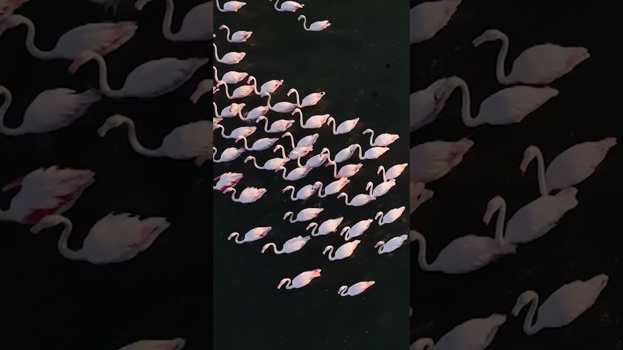 🦩 Flamingos in Albanian lagoon where Kushner-linked resort is planned