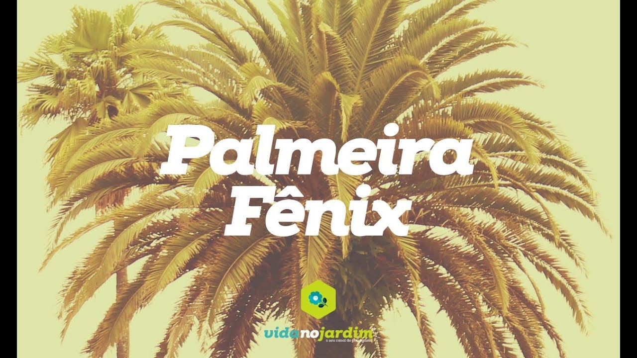 Palmeira Fênix