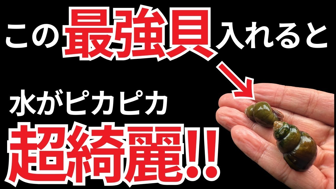 ホームセンターで売られていたこの貝、じつは水槽用の最強コケ取り貝でした