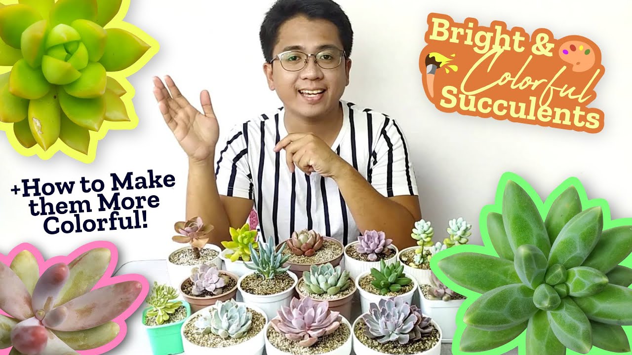 14 Very Colorful Succulents That Colors Easily! + How to Make Succulents More Colorful