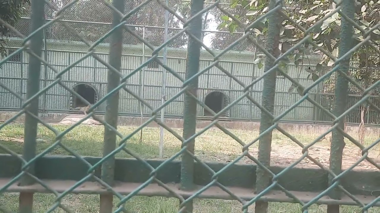 Tiger 🐅 at surat zoo...