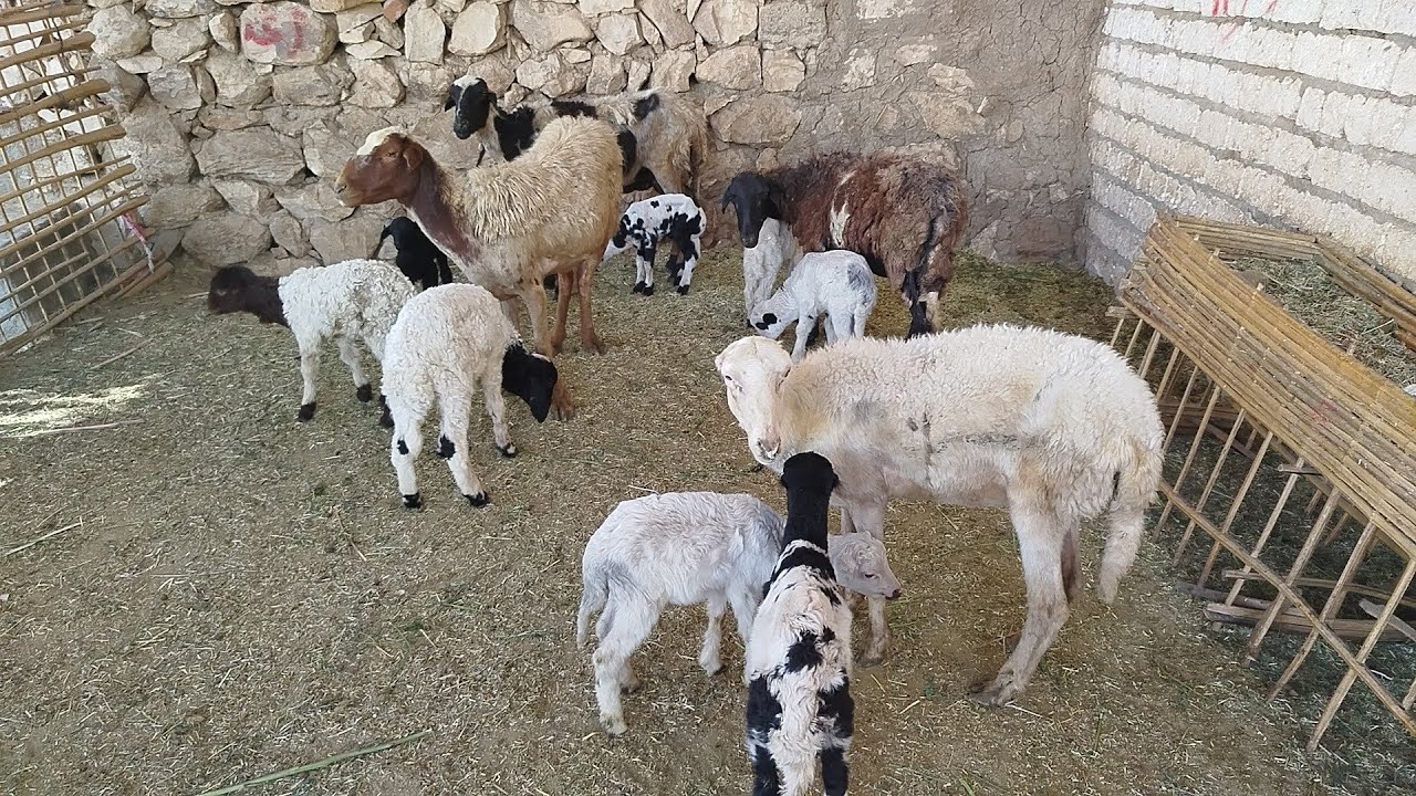 عروض النوادر (٤)بدريات بردسي والدين (٨)توأم مزرعة ببلاش (٠١١٥٧٧٩٠٦٠١)#عروض_بيع_الاغنام 
