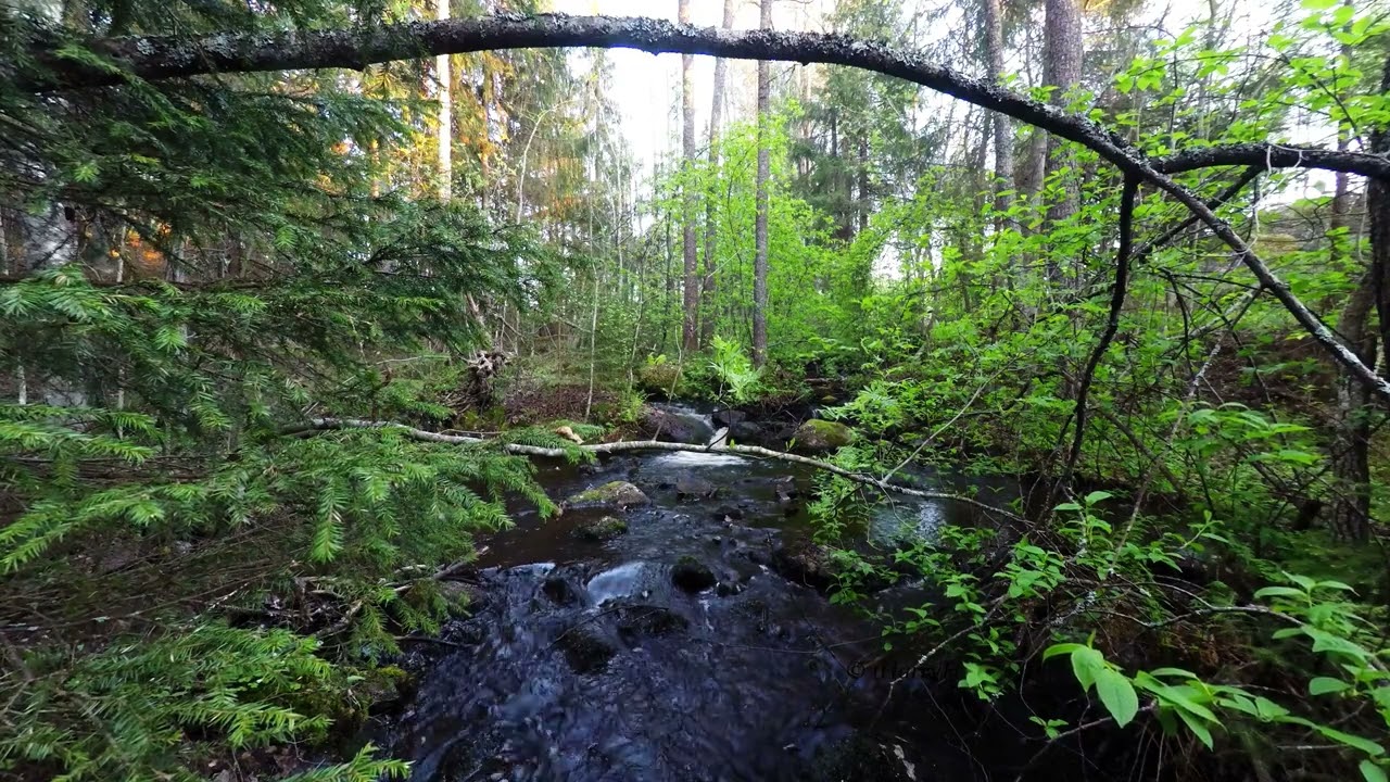 Peaceful Stream Flow | ASMR Nature Ambience for Rest 4K spring