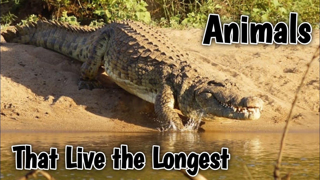 The Longevity Champions: Animals That Live the Longest