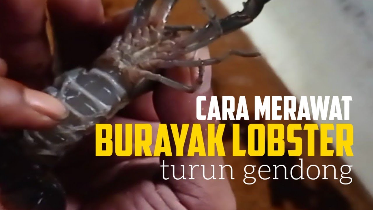 Freshwater Lobster Cultivation: How to Care for Lobster Fry 🔥