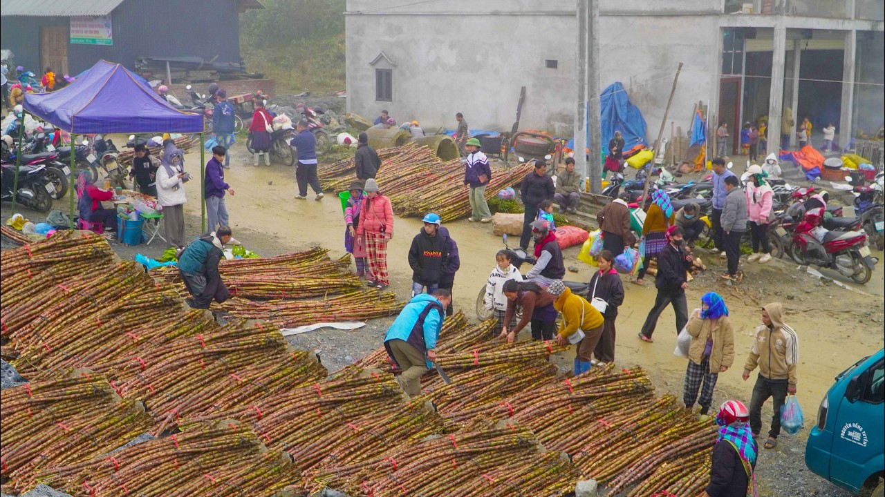 Người dân nô nức kéo nhau đến vác hàng chục tấn mía về núi ăn tết trong ngày chợ phiên cuối cùng