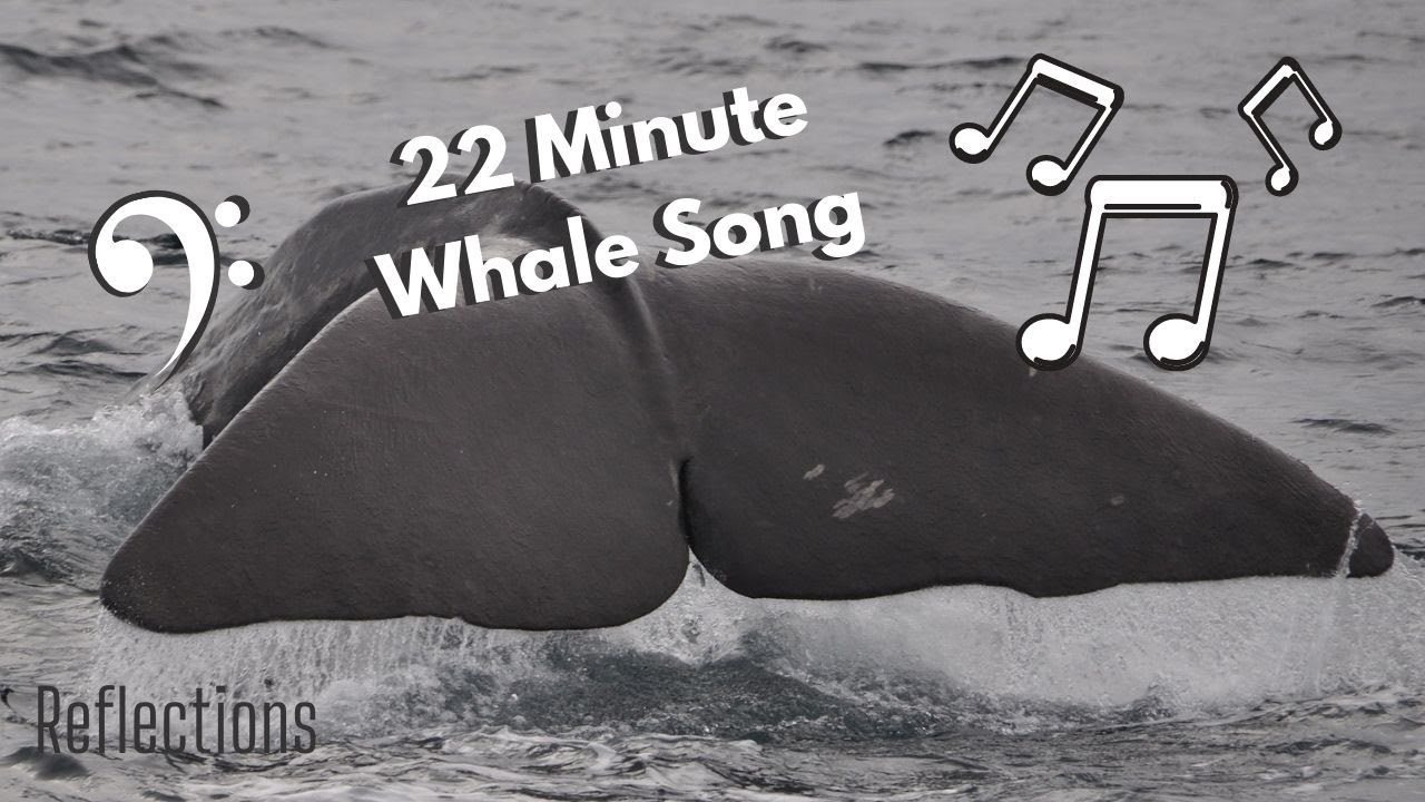 22 Minute Whale Song - Meditate/Communicate