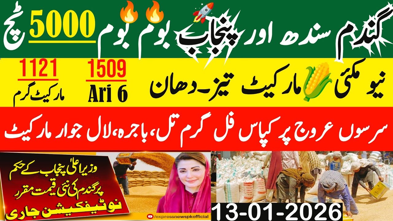 Today Wheat price in punjab//گندم کا ریٹ2026/munji makki till sarso/Galla mandi rate today 2026
