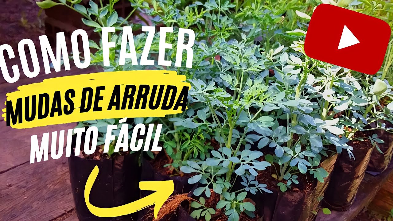 como fazer mudas de Arruda#plantas#muda#arruda