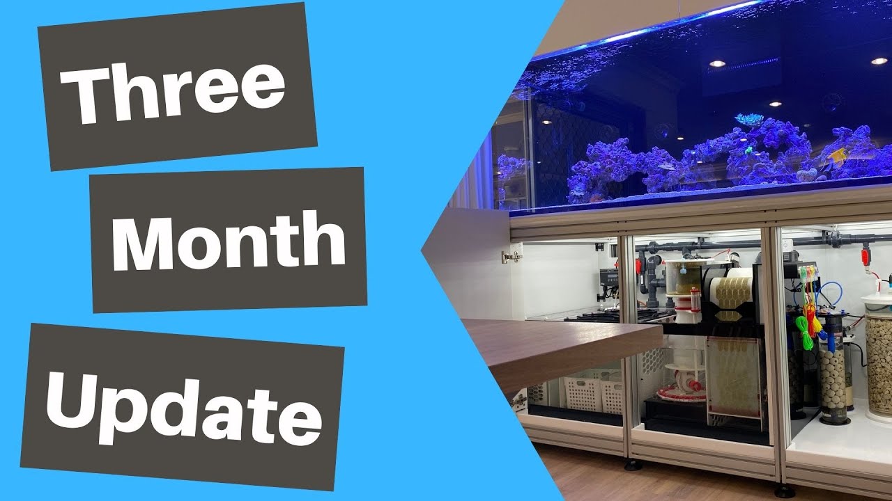 Dream Reef Tank - 3 Month Update!