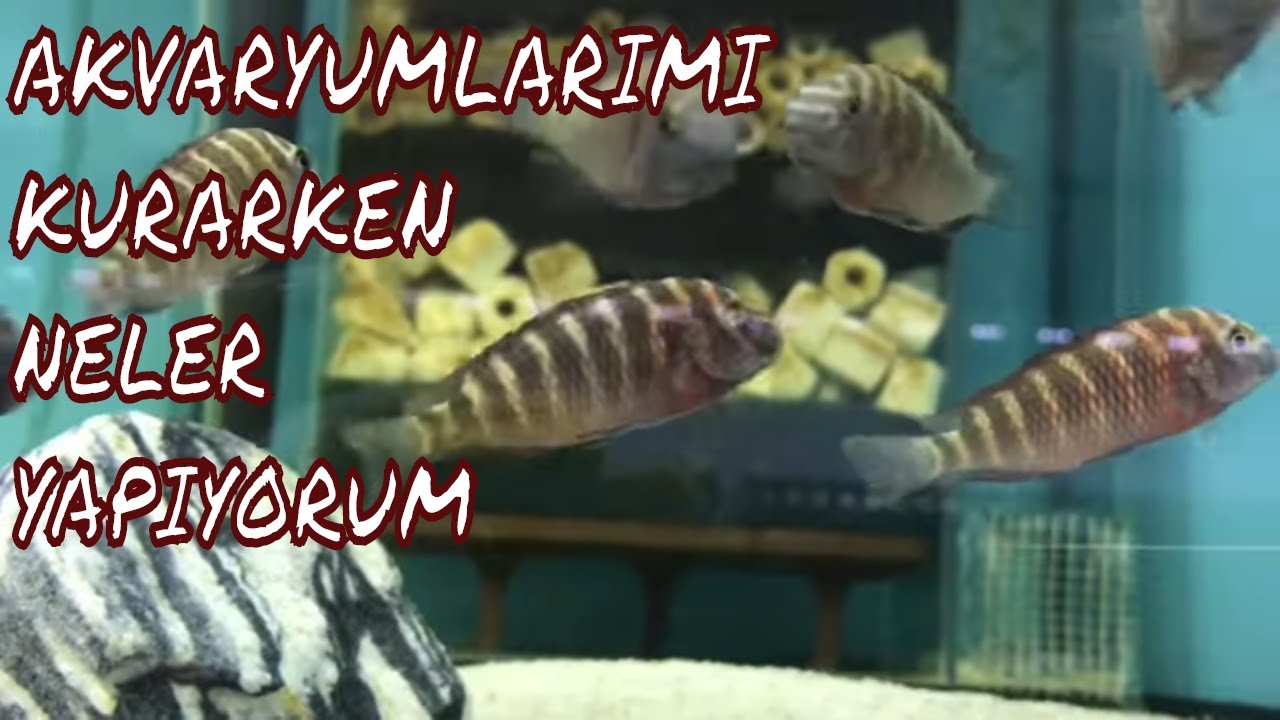 SIFIRDAN AKVARYUM KURULUMU-BAKTERİ KÜLTÜRÜ & İLAÇ vs KULLANMAK