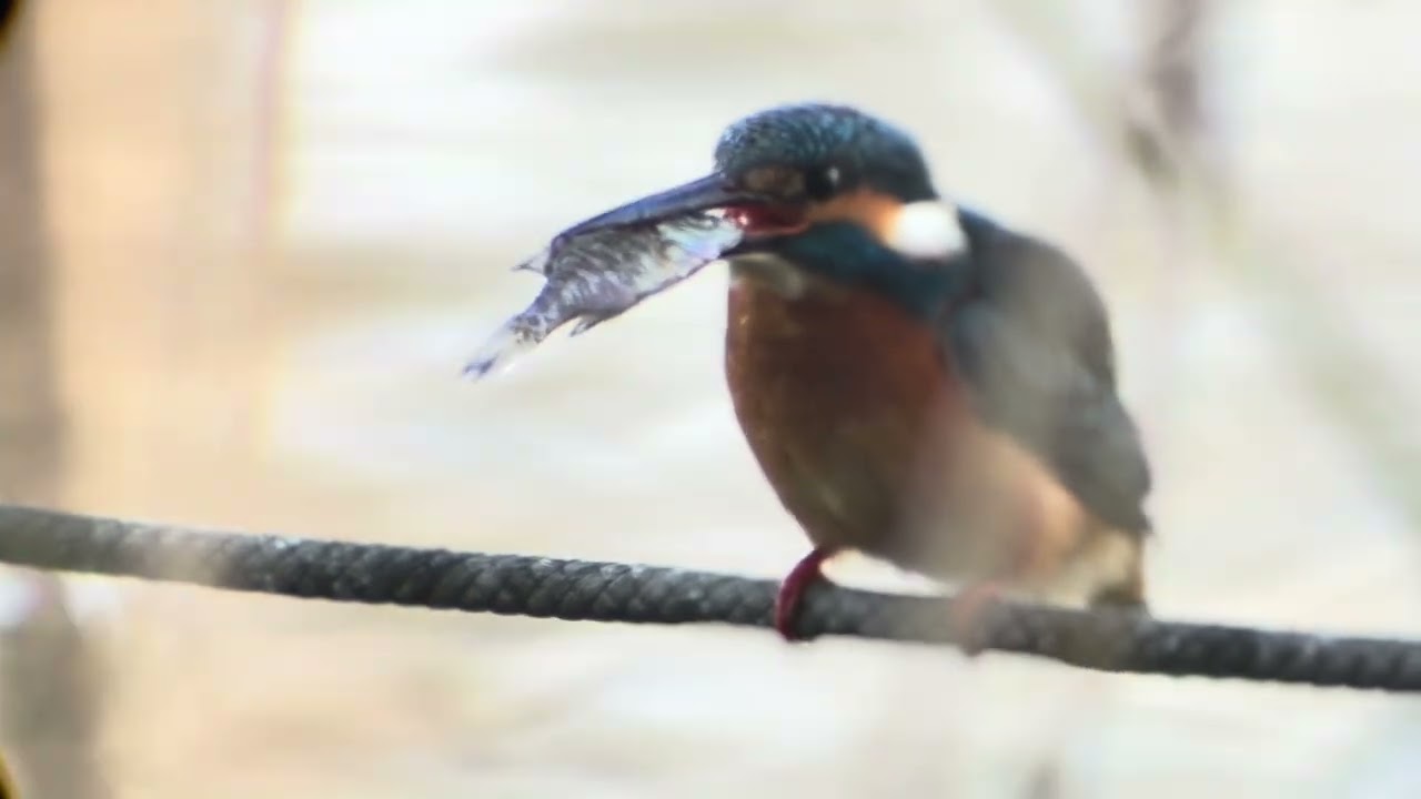 善福寺公園　カワセミ
