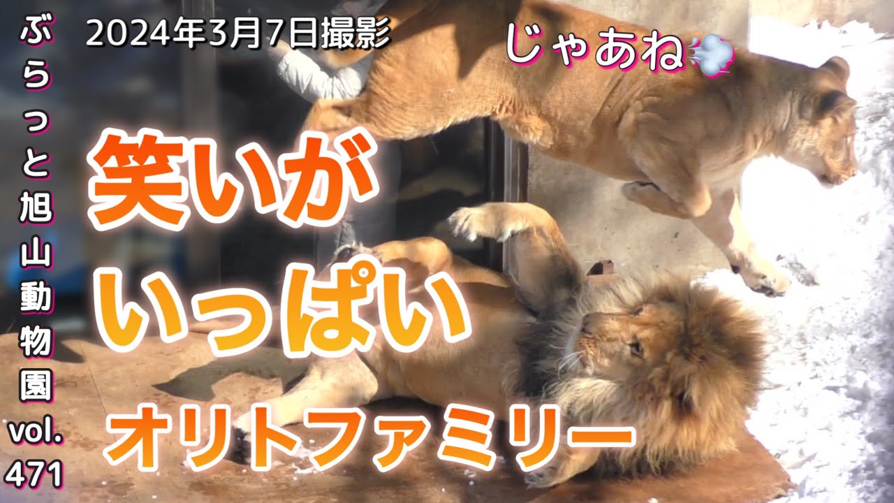 《旭山動物園ライオン&トラ》今日のオリトファミリー。笑いと家族愛満載にキュン。ザリア今日も吠える！vol471/A tiger roaring at a lion. lion reflecting