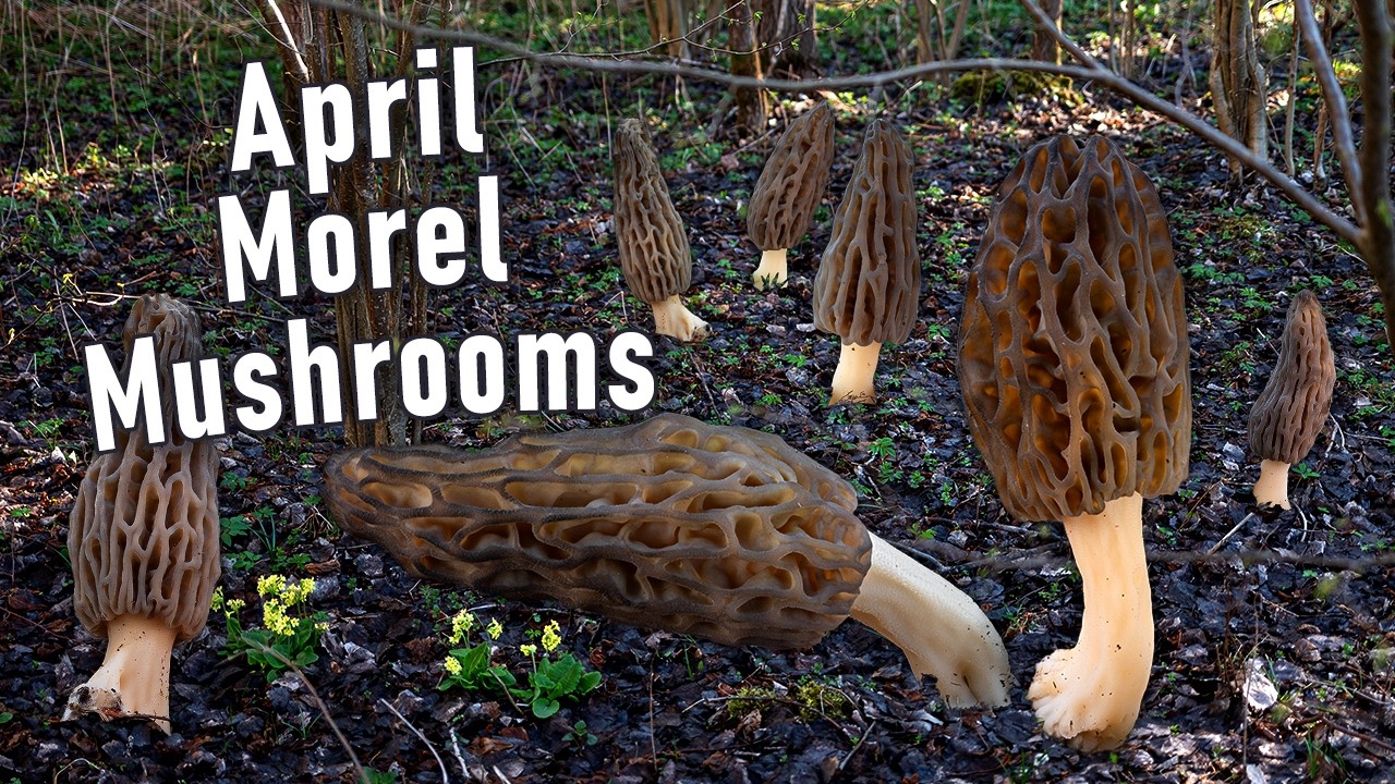 Easter Black Morels - Morel Mushroom Hunting in April 2025