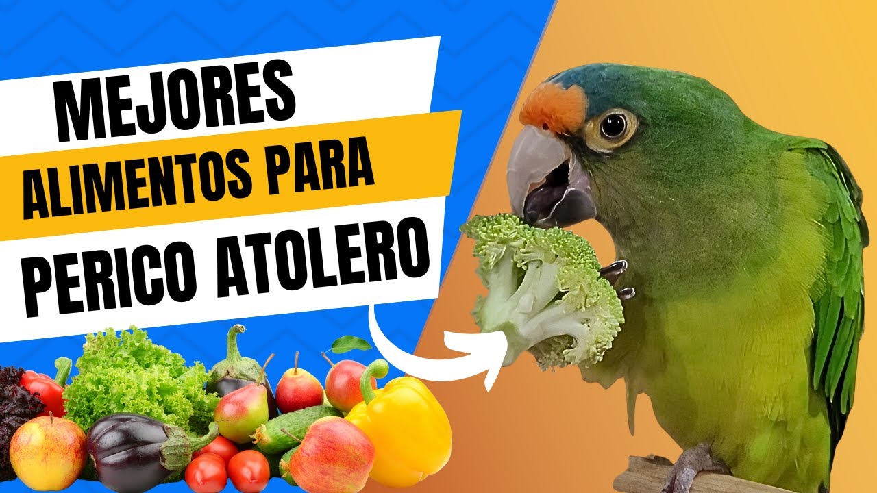 Descubre los MEJORES ALIMENTOS para tu PERICO ATOLERO o Frente Naranja