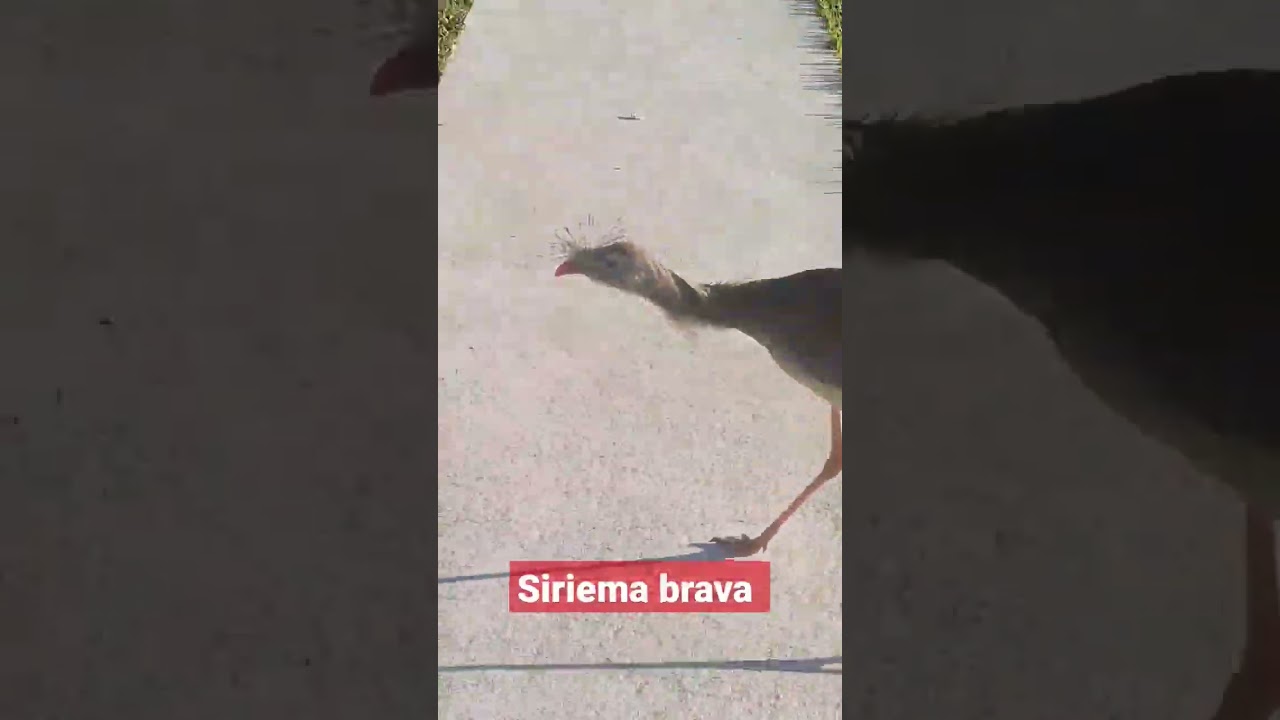 olha #siriema brava #natureza #viral