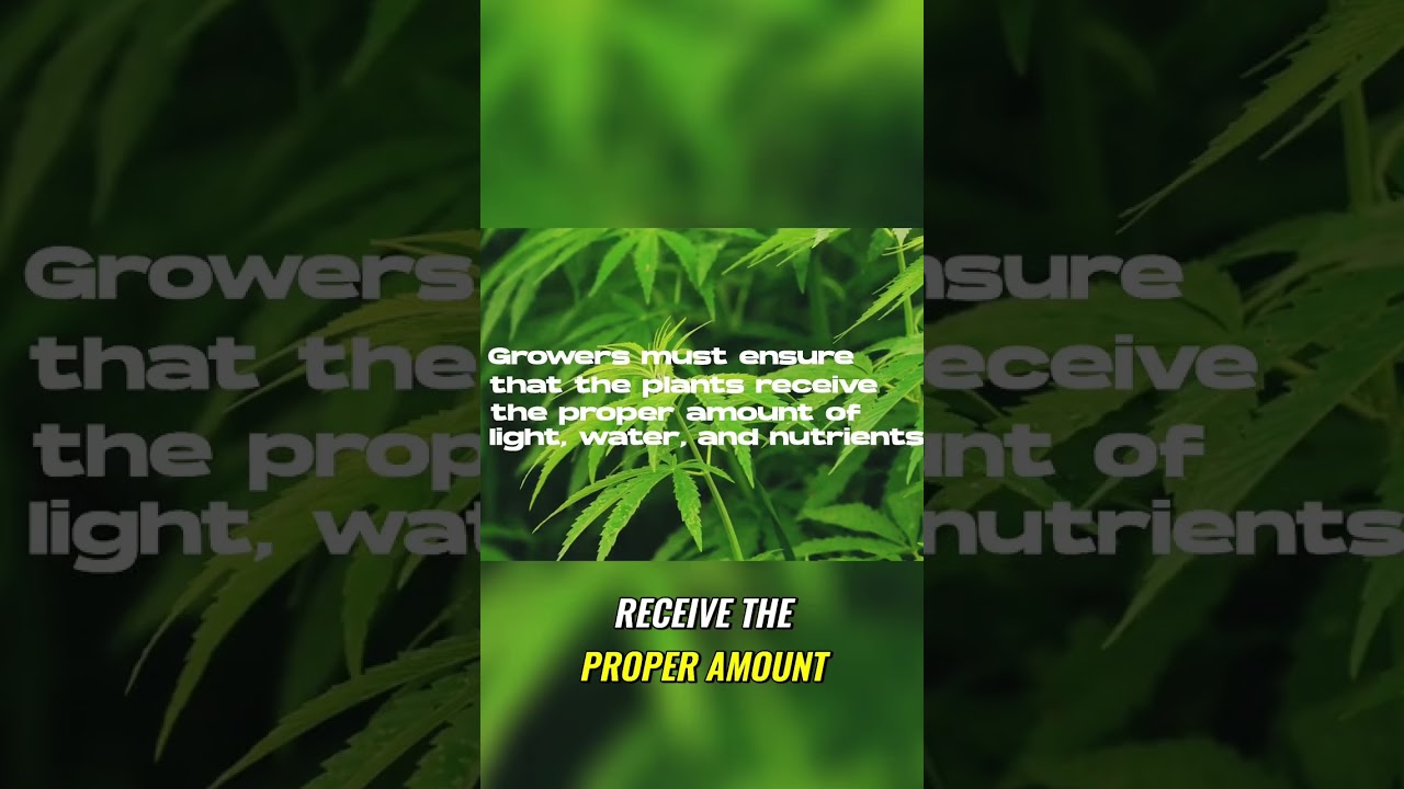 The Ultimate Guide to the Vegetative Stage | Tips for Healthy Plant Growth