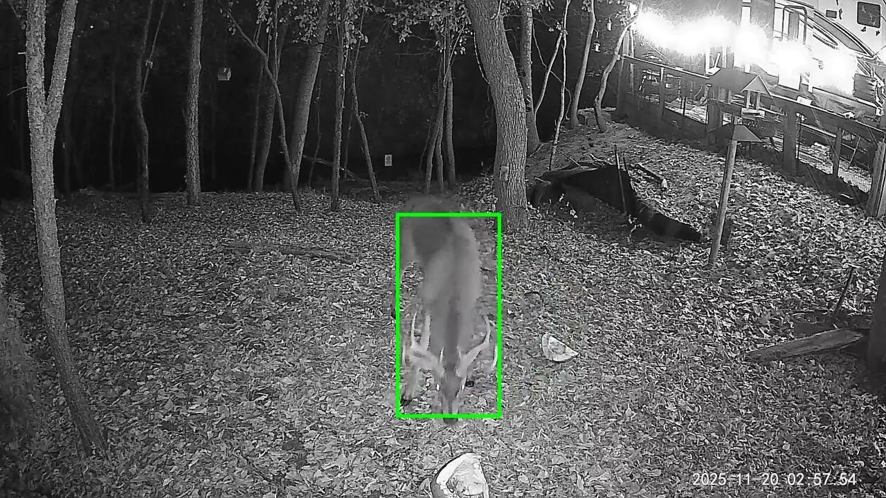 Hungry buck