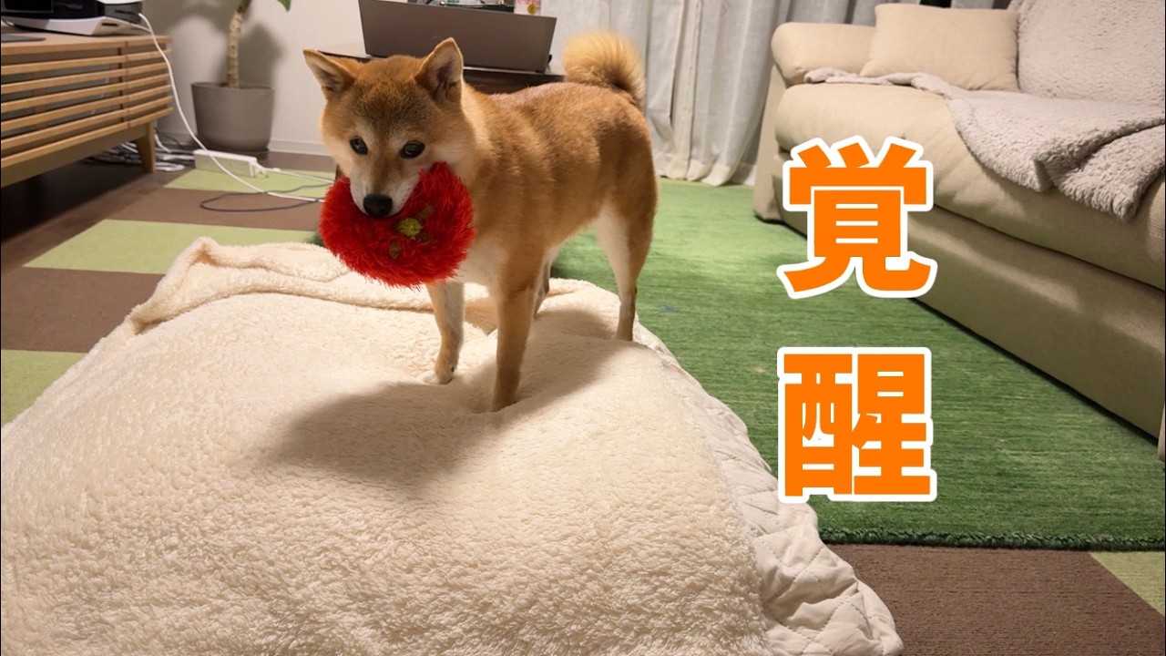 真夜中に覚醒した柴犬が大変過ぎました