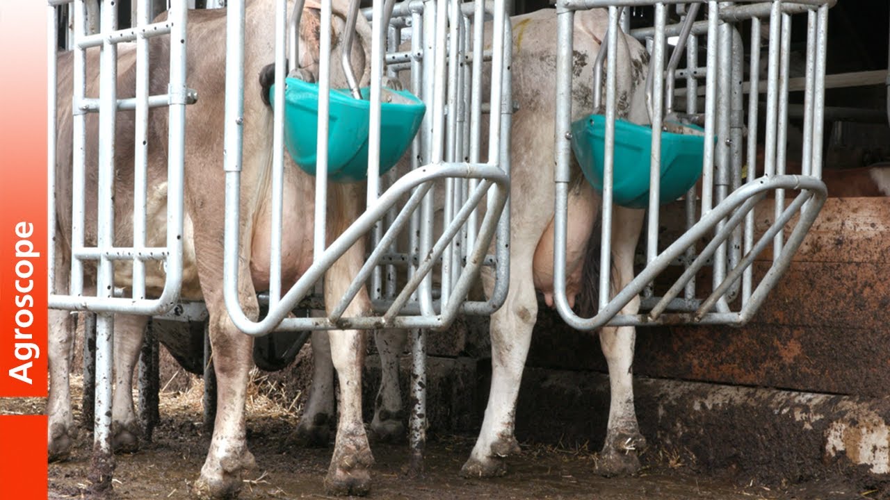 Präsentation der CowToilet am Standort Tänikon.
