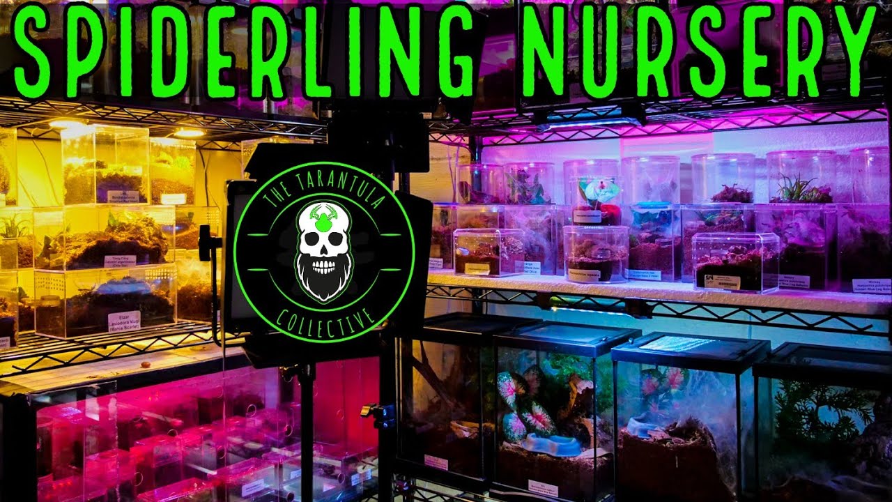 How To Keep YOUR Tarantulas Warm - Spiderling Nursery