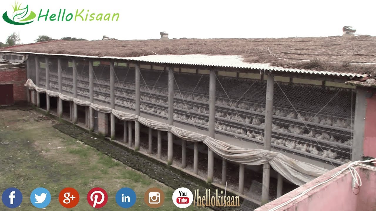 मुर्गी के अंडे से 50 लाख साल की कमाई  || Layer Poultry Farming || 50 Lakh Profit per Year